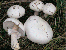 Horse mushroom tumbnail