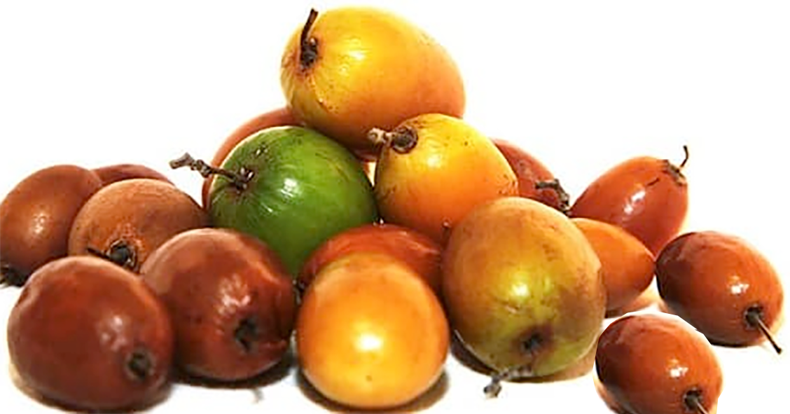 Ber or Indian Jujube, the edible fruit of the Indian Jujube tree, <em>Ziziphus mauritiana</em>, various cultivars shown, including the long plum type, top.