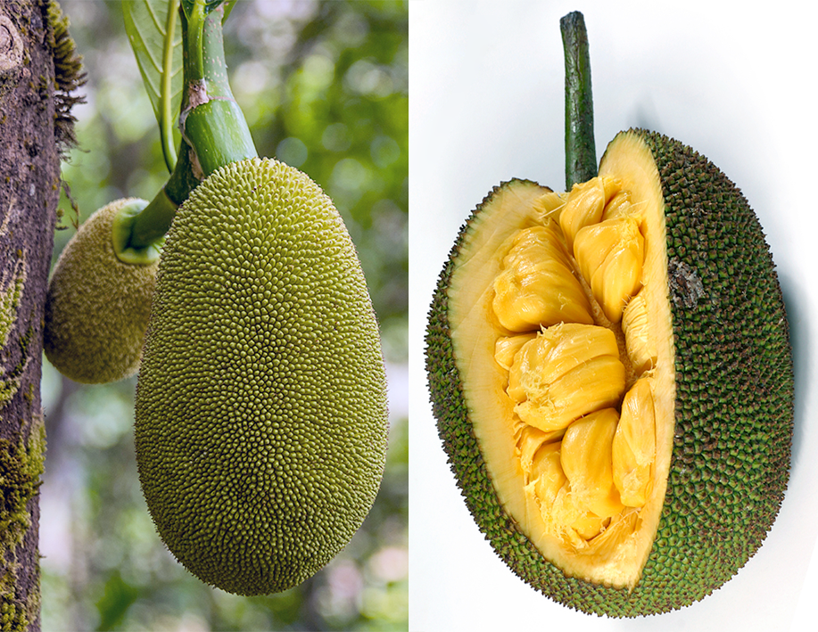 Jackfruit, the edible fruit of the jack tree, <em>Artocarpus heterophyllus</em>, shown as hanging from the tree and as one fruit sliced open.