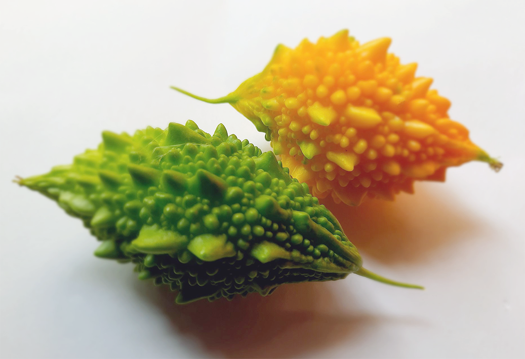 Karela, the fruit of the bitter melon plant <em>Momordica charantia</em> with the immature (green) and mature (yellow) fruit shown.