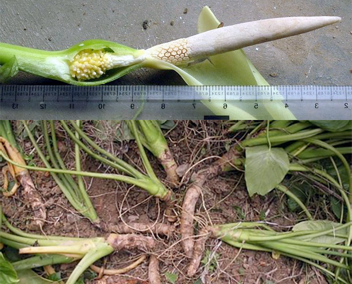 Alocasia fornicata, the edible spadix, top and the whole uprooted plant, bottom.