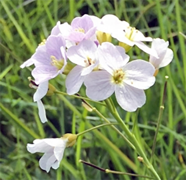Ladys Smock Flowers