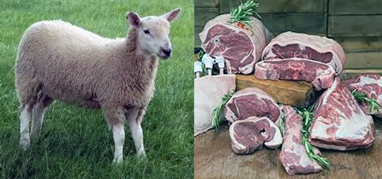 Mature lamb and a selection of lamb cuts.