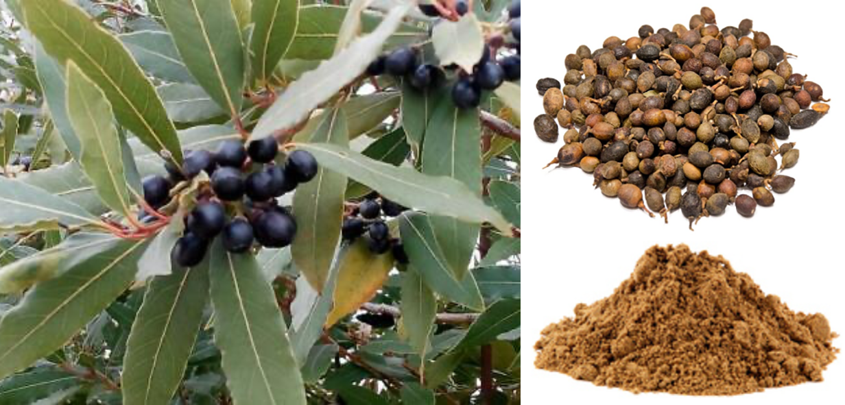 Laurel berries, fresh, dried and powdered.