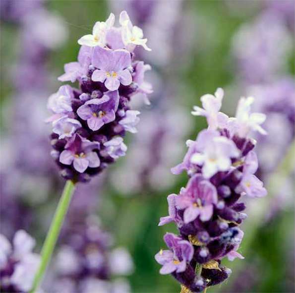 Lavender flowers
