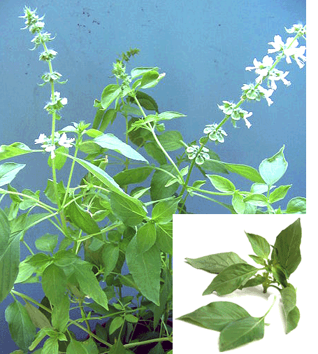 Flowering lemon basil plant</img>