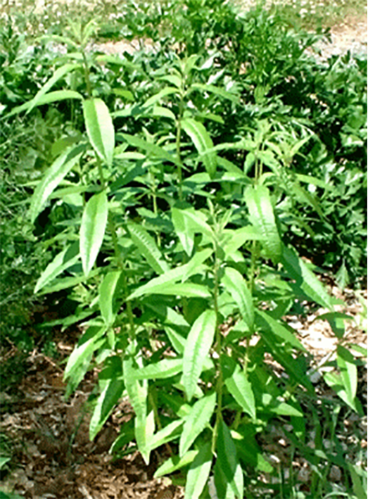 Lemon verbena plant