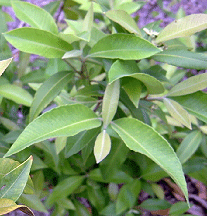 Lemon myrtle