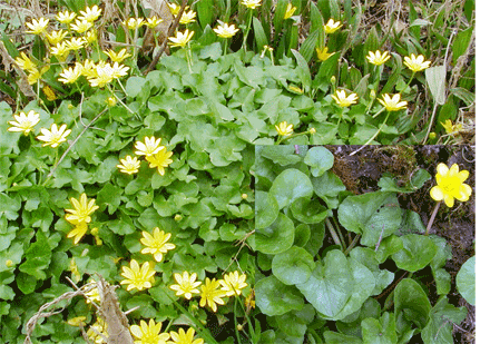 Lesser celandine (Ranunculus ficaria), showing the leaves and flowers with a close-up of both, inset
