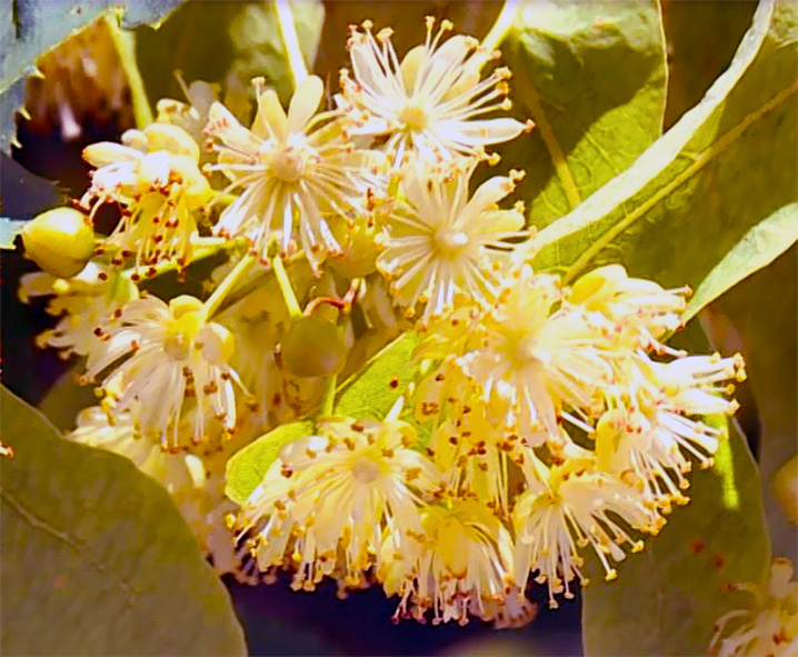 Linden flowers