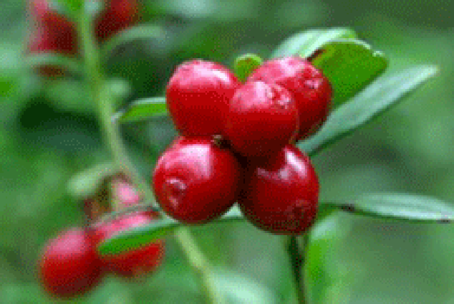 Fresh lingonberries