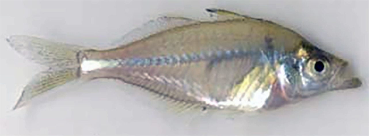 Loma chanda, the Elongate glass-perchlet, a member of the Ambassidae (Asiatic glassfish) family <em>Chanda nama</em>.