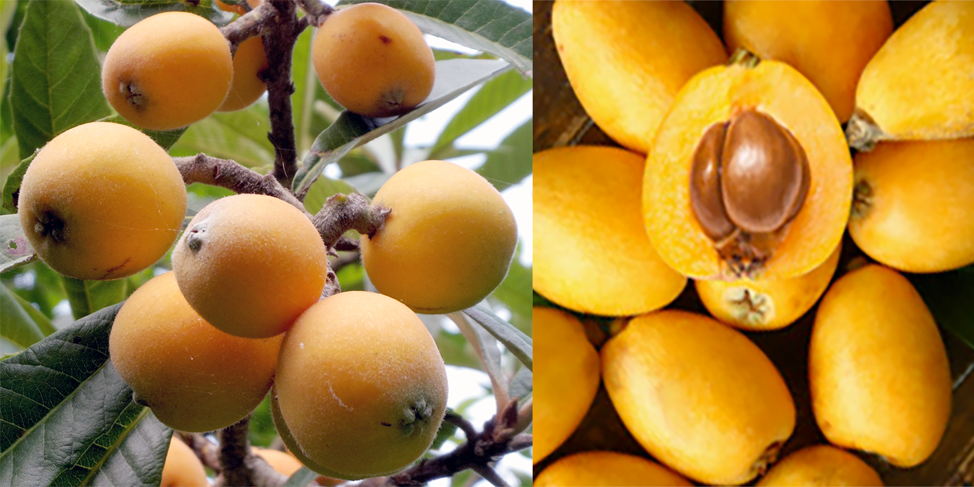 Loquat, the fruit of <em>Eriobotrya japonica</em> shown on the tree and split open.