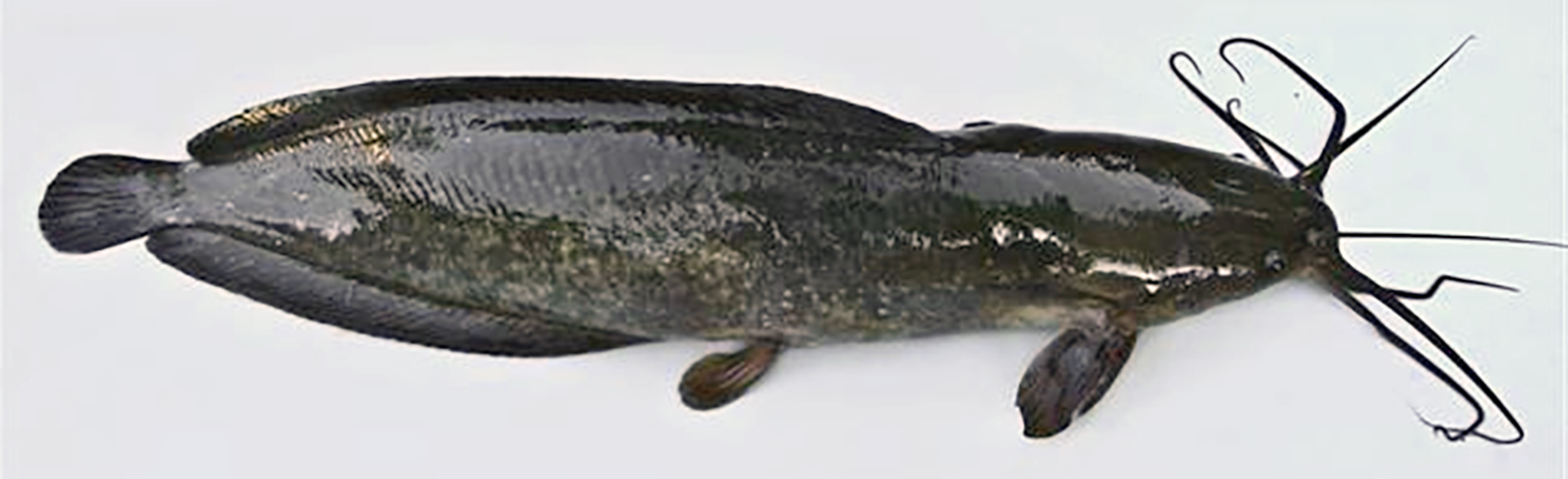 Magur, the Walking Catfish, the introduced Bengali Clariidae (Air-breathing catfish) <em>Clarias batrachus</em>.