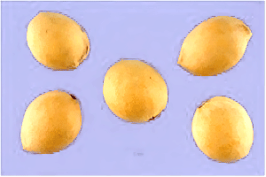 Five mahlab cherry pits arranged as a quincunx