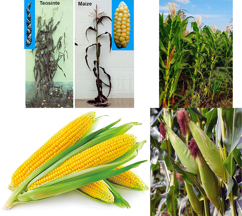 Teosinte, maize plants, sweetcorn.