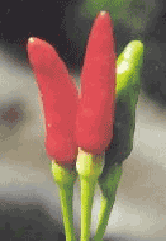 Maleguetta Chilli (Capsicum praetermissum)