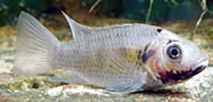Topshe, the Mango-fish, the native Bengali oreochromine cichlids <em>Sarotherodon melanotheron heudelotii</em>.