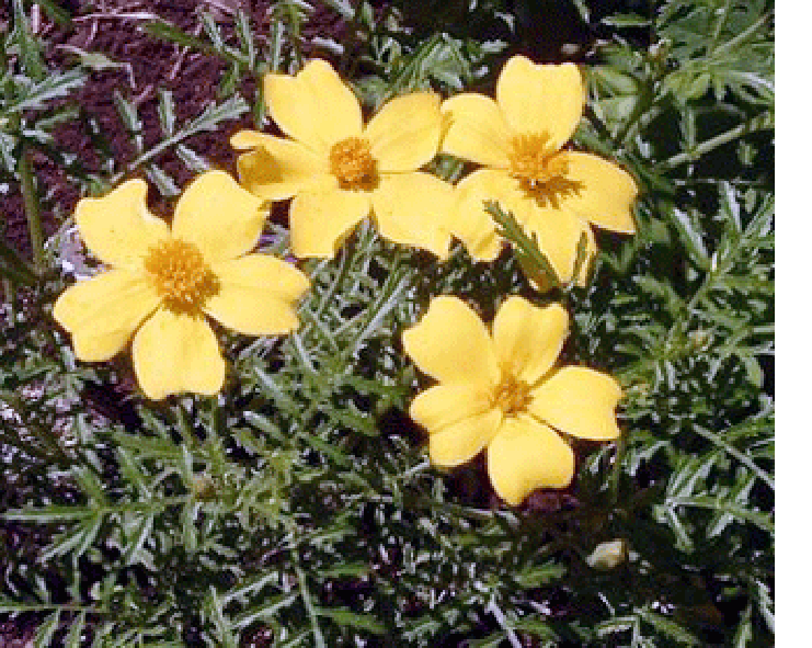 Marigold flowers