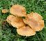 Meadow waxcap fungus tumbnail