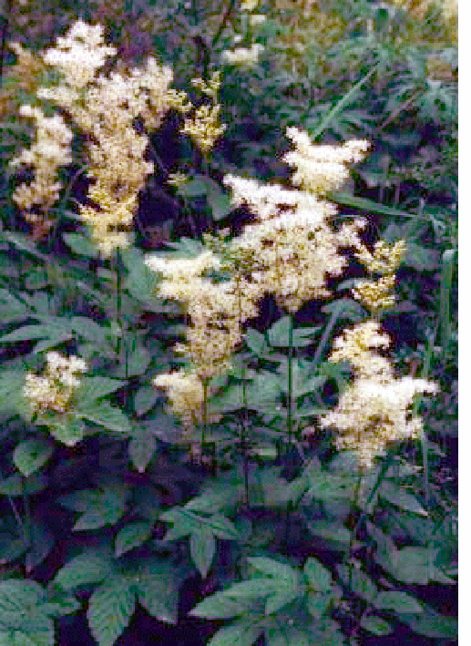 Meadowsweet plant <em>Filipendula ulmaria</em> in flower