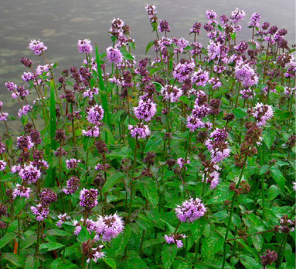 Mentha aquatica (watermint) plants.