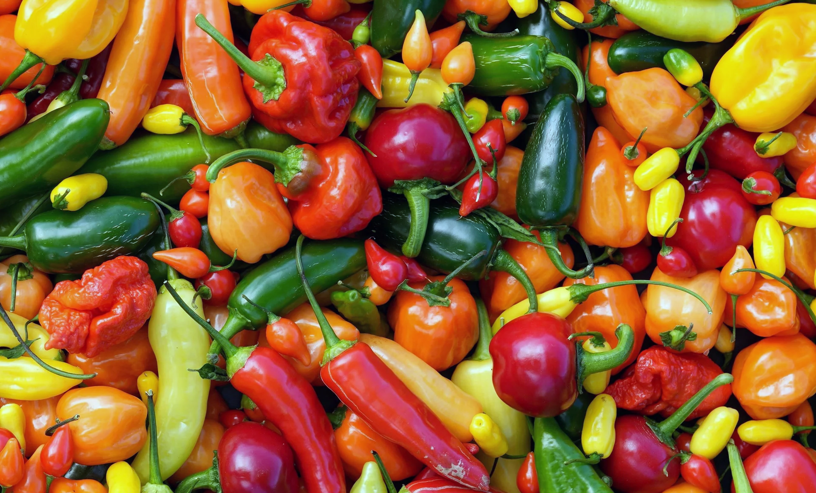 A mixture of different chilli peppers.