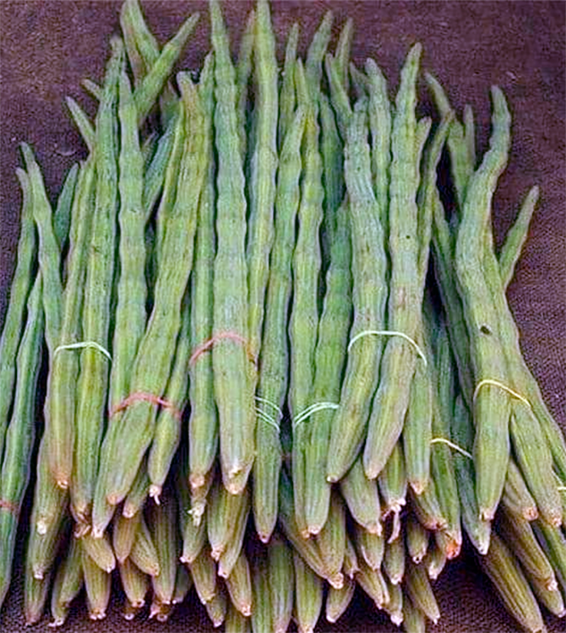 Moringa drumsticks, the edible fruit pods of the maringa tree, <em>Moringa oleifera</em>, shown bundled for sale at market.