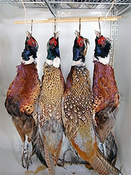 Mortifier pheasants hanging to mature