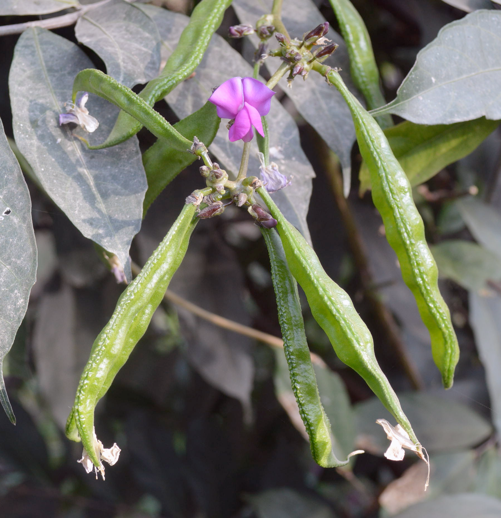 Seam/Sheem, the edible fruit pods of the Bengali flat bean vine, <em>Lablab purpureus</em>, shown growing on the vine.