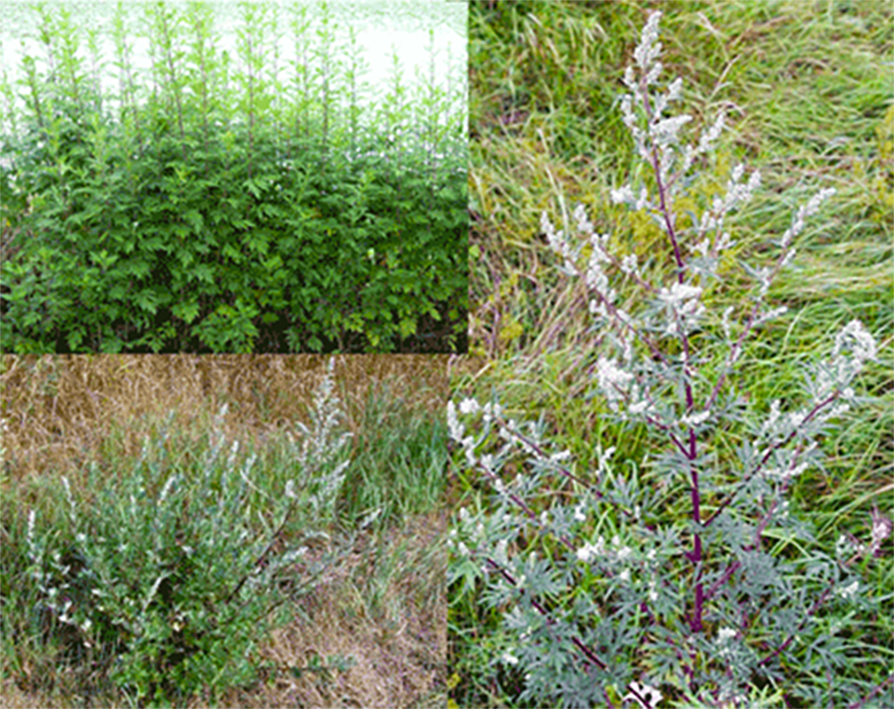 Mugwort (Artemisia vulgaris), showing the whole plant, its leaves and its flowers