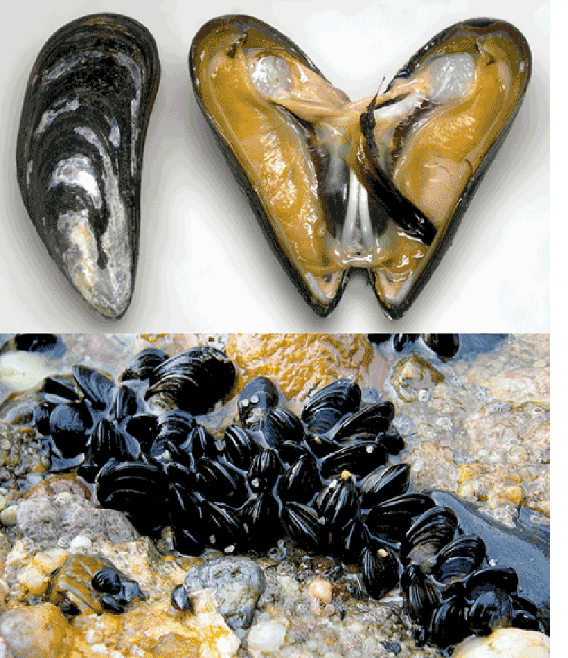 Shucked blue mussels, Mytilus edulis, along with mussels growing in a mussel bed.