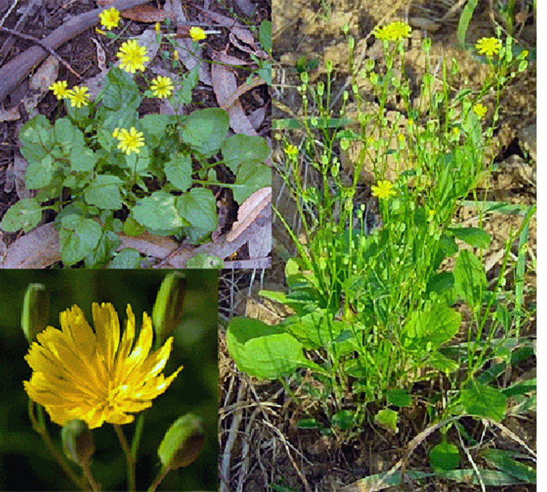 Nipplewort (Lapsana communis), showing the whole plant, its leaves and flowers