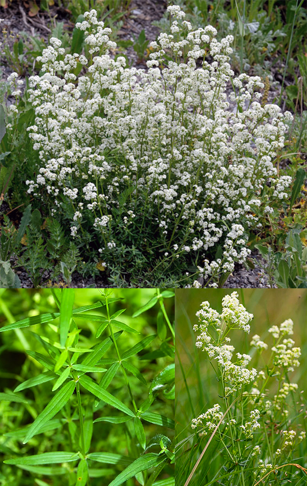 Northern Bedstraw (Galium boreale)