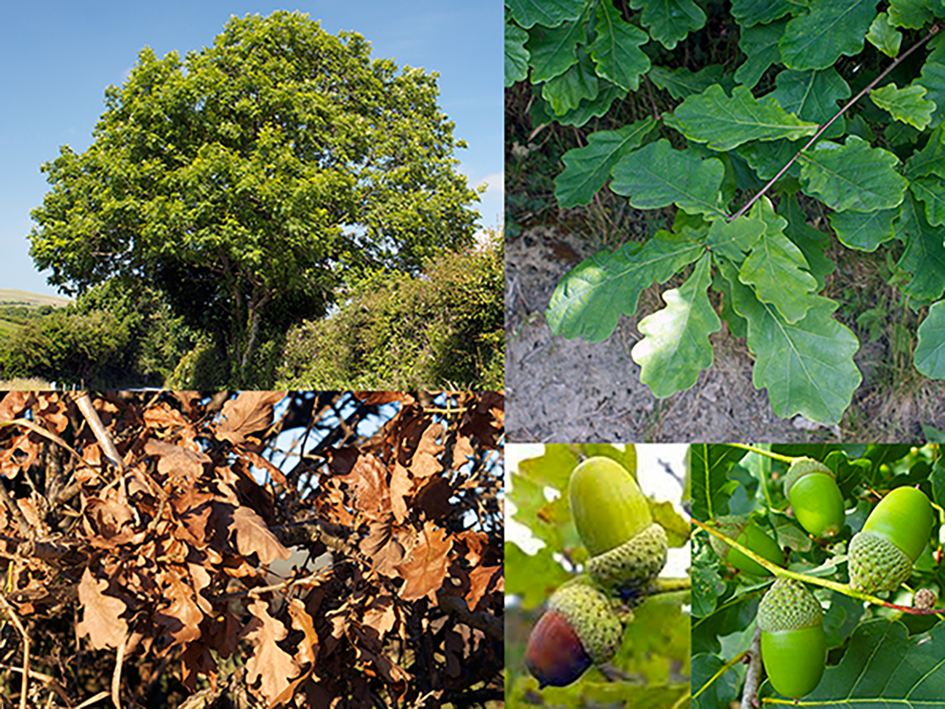 European Oak, (Quercus robur), showing a young tree and close ups of the fresh leaves, dried leaves in winter and the fruit, acorns