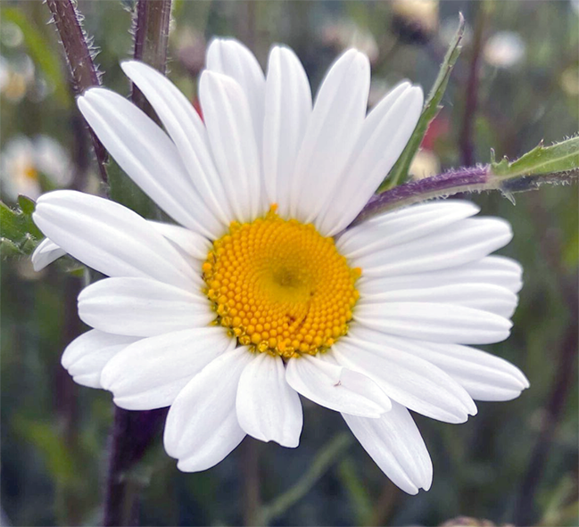 Oxeye Daisy Flowers