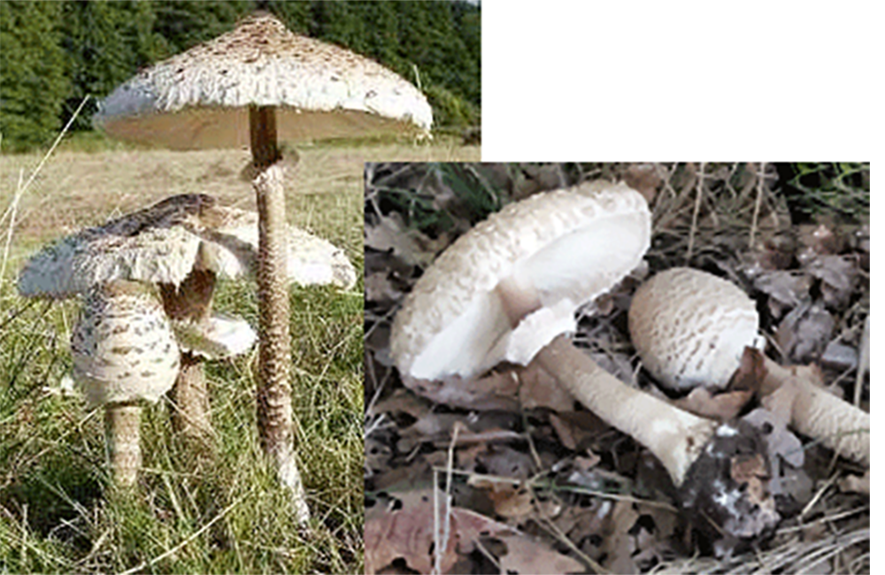 Shaggy Parasol Mushroom (Macrolepiota procera), showing full-grown and closed cap forms, with two on their sides to show the gills and rings