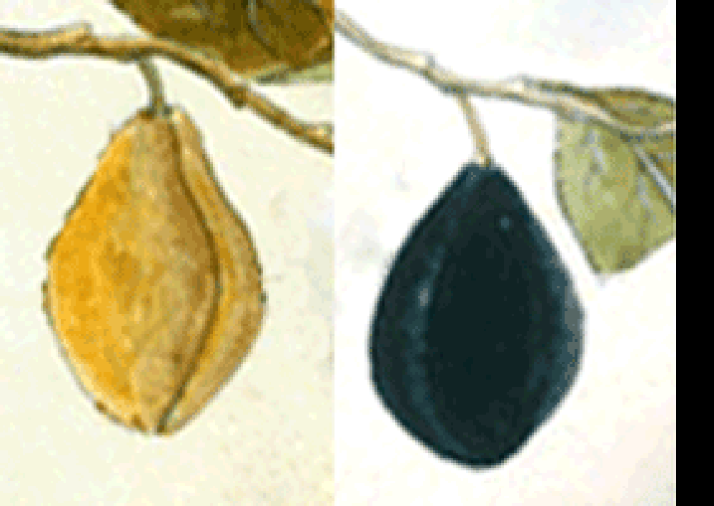pear plum varieties