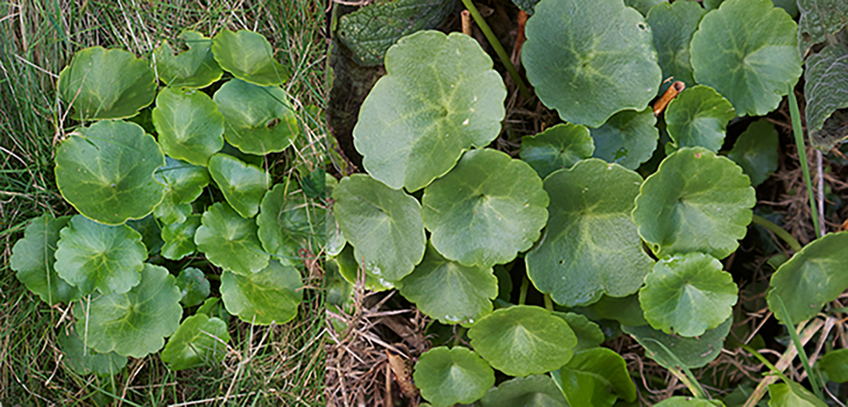 Pennywort (Umbilicus rupestris), showing the young plant and the mature plant with its fleshy leaves