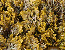 Pepper Dulse seaweed tumbnail
