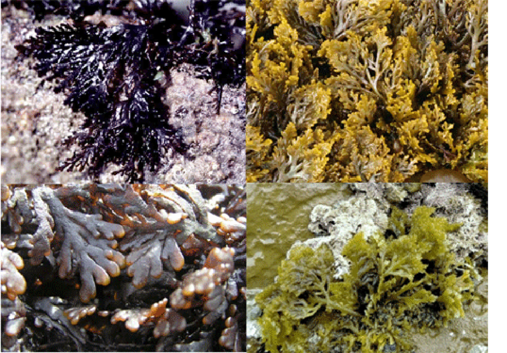 Pepper dulse (Osmundea pinnatifida), showing four colour forms of the alga from black to brown, emerald green to olive green