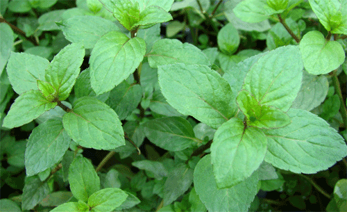 peppermint plants