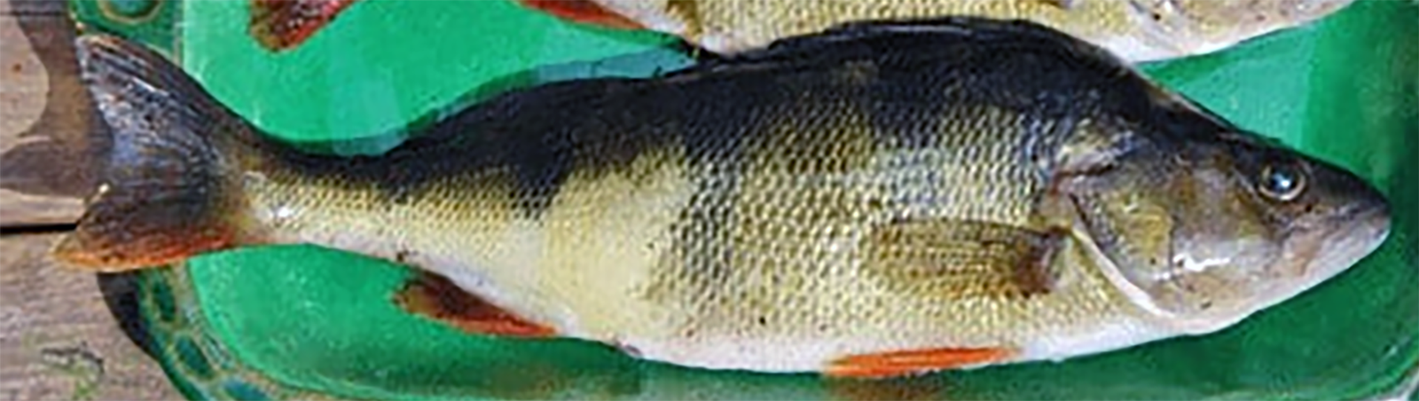 a fresh perch ready for cleaning and frying