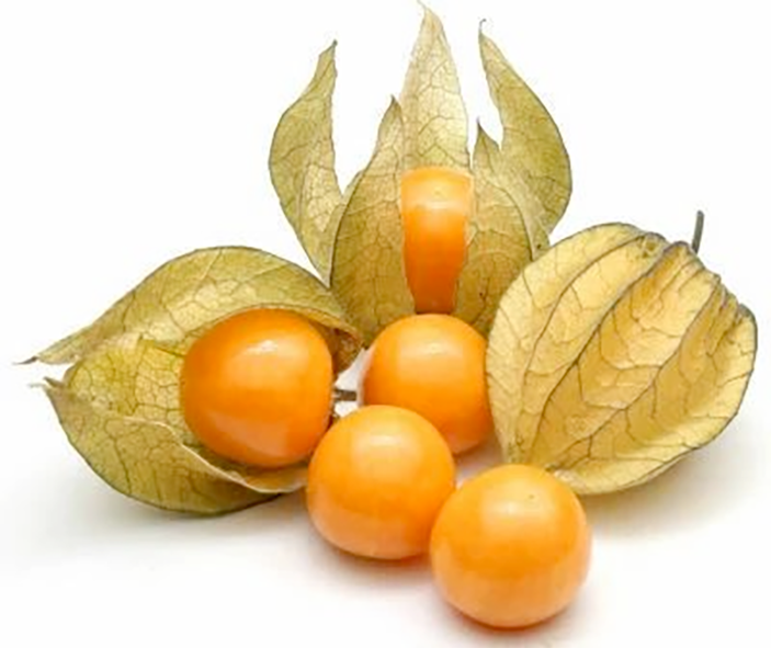 Fruit of the cape gooseberry, <em>Physalis peruviana</em>.