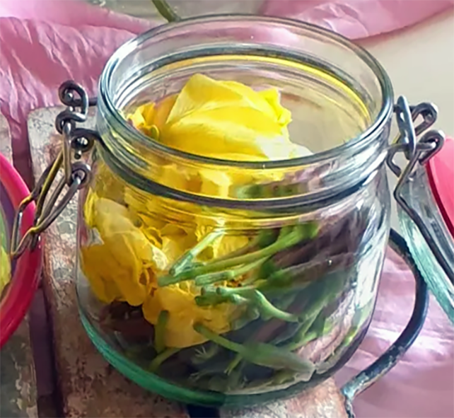 evening primrose buds and flowers in a click-top jar ready for pickling