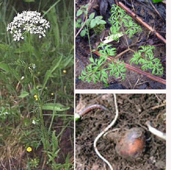 Mature pignut plant, young pignut plant and grubbed-up pignut