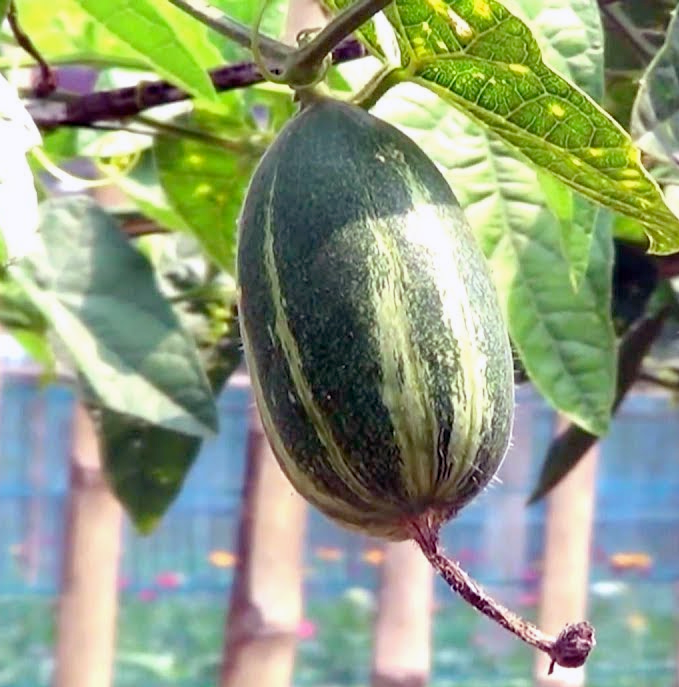 Pulwal or pointed gourd, the edible fruit of the vine, <em>Trichosanthes dioica</em>, shown growing on the vine.