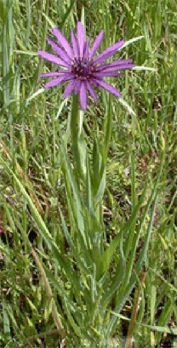 Purple salsify plant in flower