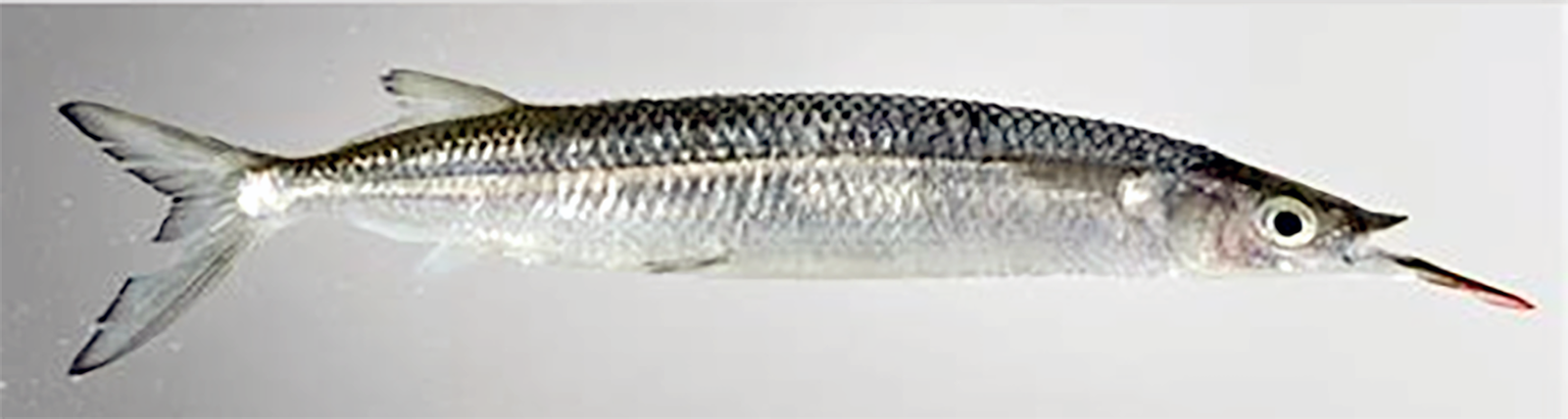 Quoi, the Short-nosed Halfbeak, the native Bengali Hemiramphidae (Halfbeaks) <em>Hyporhamphus quoyi</em>.