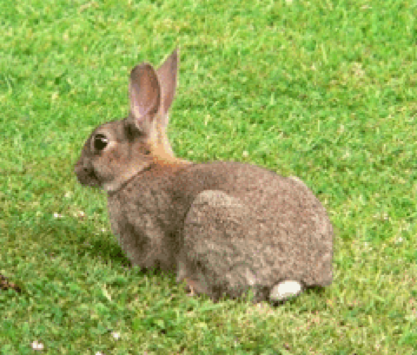 Wild rabbit